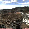 16_20-nest.jpg