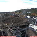 16_50-nest.jpg