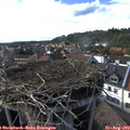 17_00-nest.jpg
