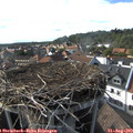 17_05-nest.jpg