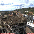 17_10-nest.jpg