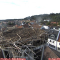 17_20-nest.jpg