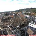 17_35-nest.jpg