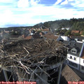 17_40-nest.jpg