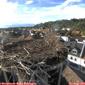 17_45-nest.jpg