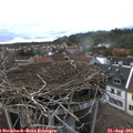 18_25-nest.jpg