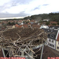 18_50-nest.jpg