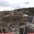 19_00-nest.jpg