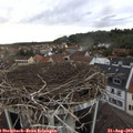 19_05-nest.jpg