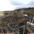 19_15-nest.jpg