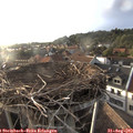 19_20-nest.jpg