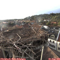 19_25-nest.jpg