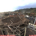 19_30-nest.jpg
