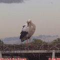 19_35-mast.jpg