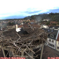 19_45-nest.jpg