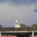 19_50-mast.jpg