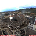 19_50-nest.jpg