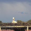 19_55-mast.jpg