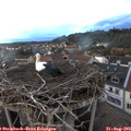 19_55-nest.jpg