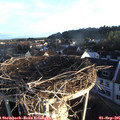 07_05-nest.jpg