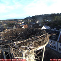 07_20-nest.jpg