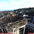 07_35-nest.jpg