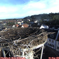 07_50-nest.jpg
