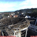 07_55-nest.jpg