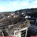 08_05-nest.jpg