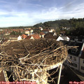 08_50-nest.jpg