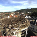09_05-nest.jpg