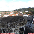 09_50-nest.jpg