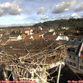 10_00-nest.jpg