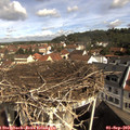 10_10-nest.jpg