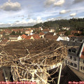 10_15-nest.jpg