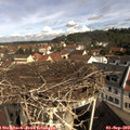 10_20-nest.jpg