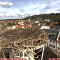 10_30-nest.jpg