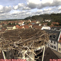 10_50-nest.jpg