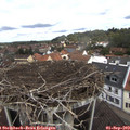 11_30-nest.jpg