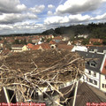 11_45-nest.jpg