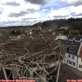 11_50-nest.jpg