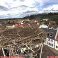 11_55-nest.jpg