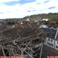 12_35-nest.jpg