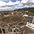 12_40-nest.jpg
