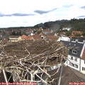 12_45-nest.jpg