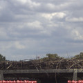12_50-mast.jpg