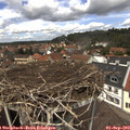 12_50-nest.jpg