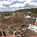 13_05-nest.jpg