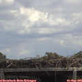 13_30-mast.jpg