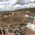 13_40-nest.jpg